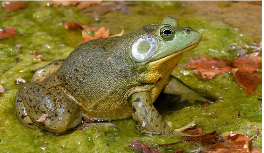 Nordamerikanische Ochsenfrosch